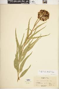 Asclepias asperula image