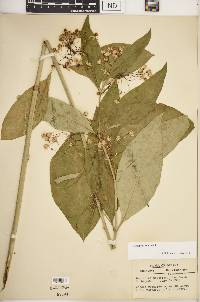 Asclepias exaltata image