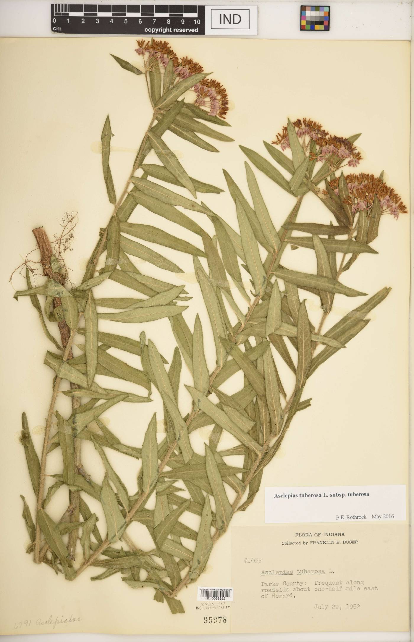 Asclepias tuberosa subsp. tuberosa image