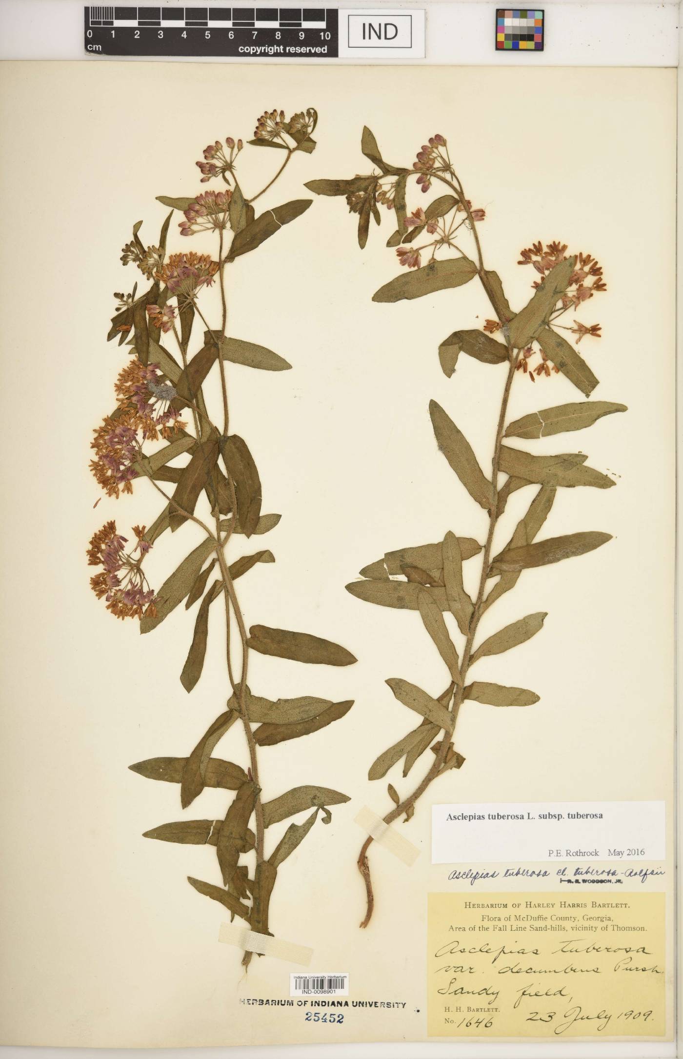 Asclepias tuberosa subsp. tuberosa image