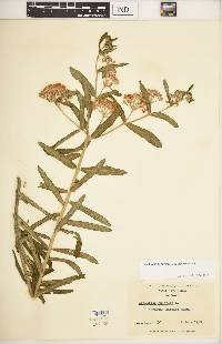 Asclepias tuberosa subsp. tuberosa image