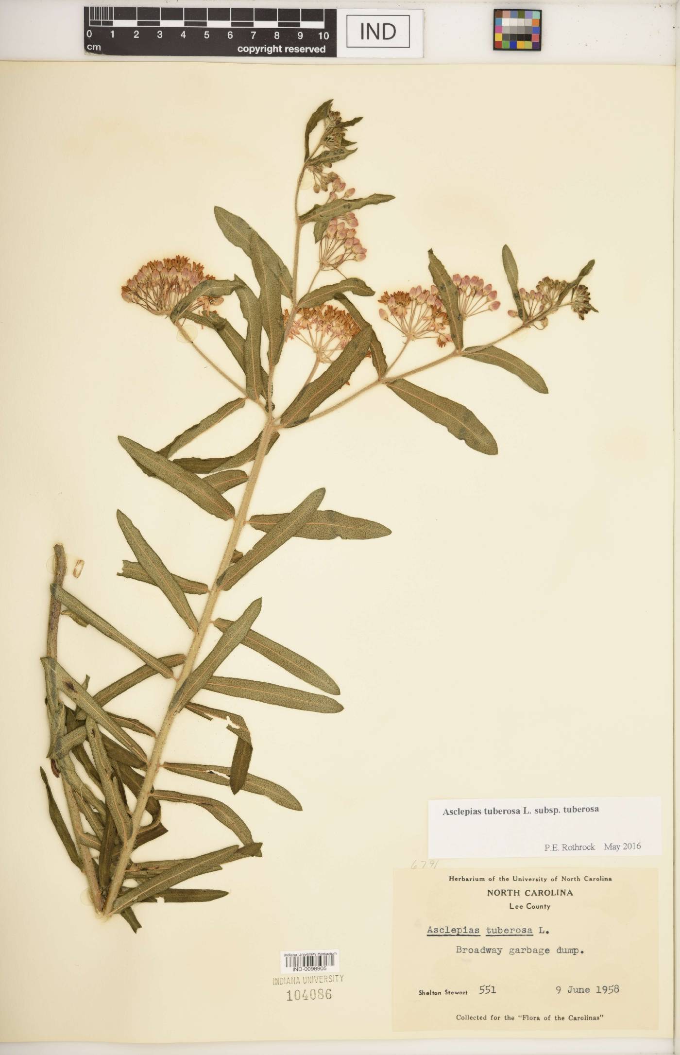 Asclepias tuberosa subsp. tuberosa image