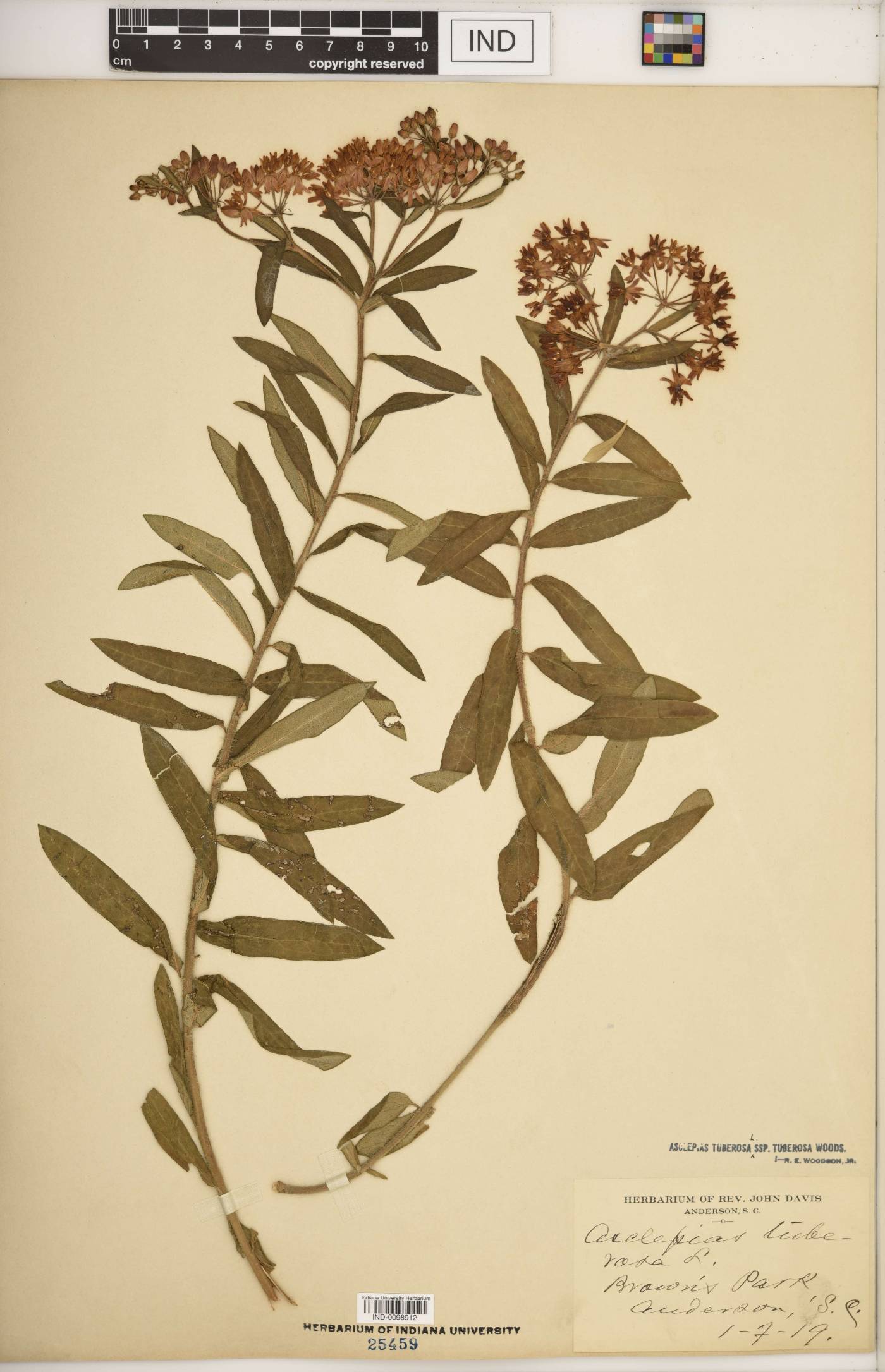 Asclepias tuberosa subsp. tuberosa image