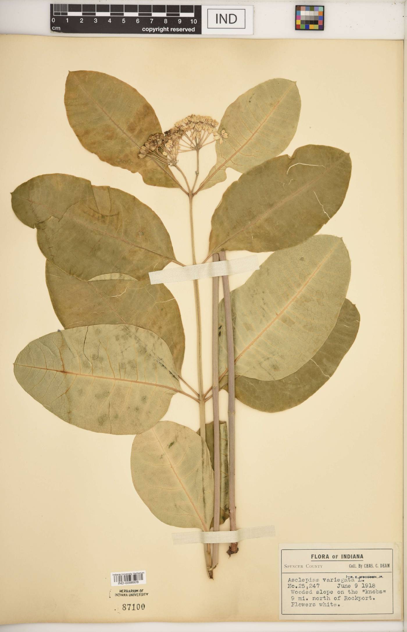 Asclepias variegata image