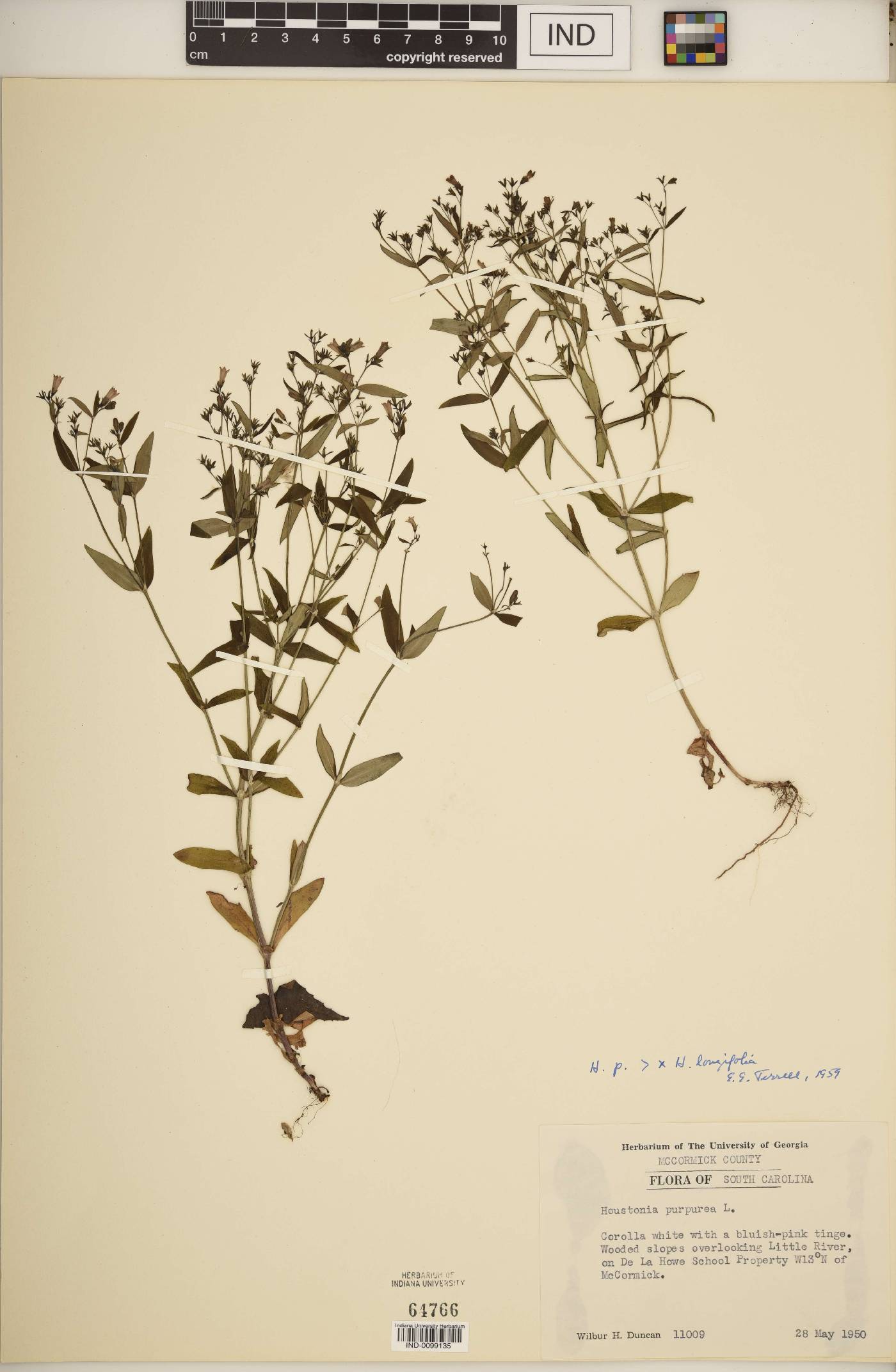 Houstonia F1 hybrid image