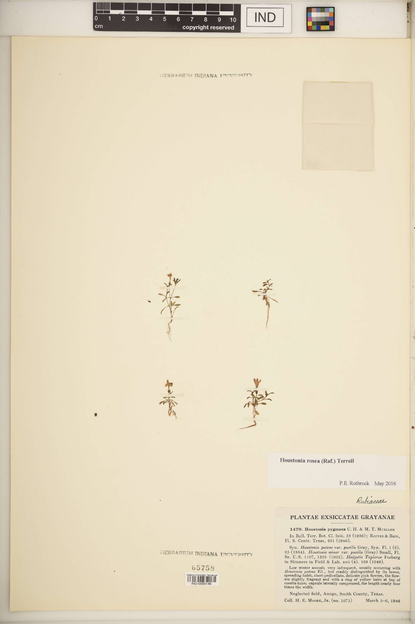Houstonia rosea image