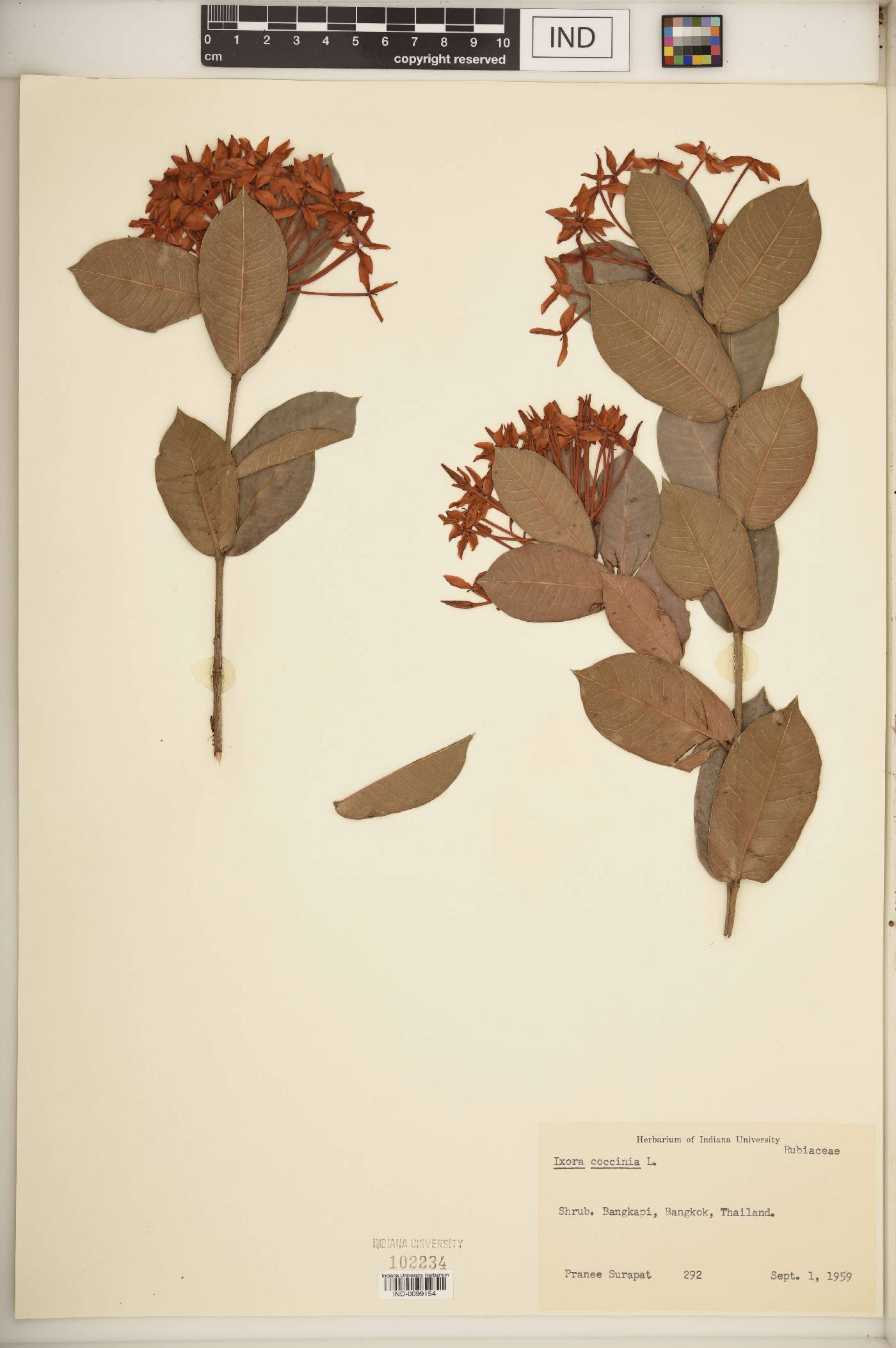 Ixora coccinea image