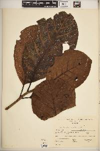 Ladenbergia brenesii image