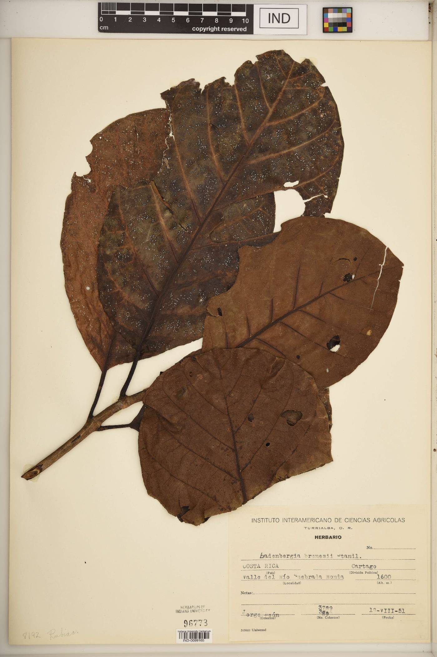 Ladenbergia brenesii image