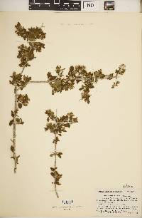 Machaonia microphylla image