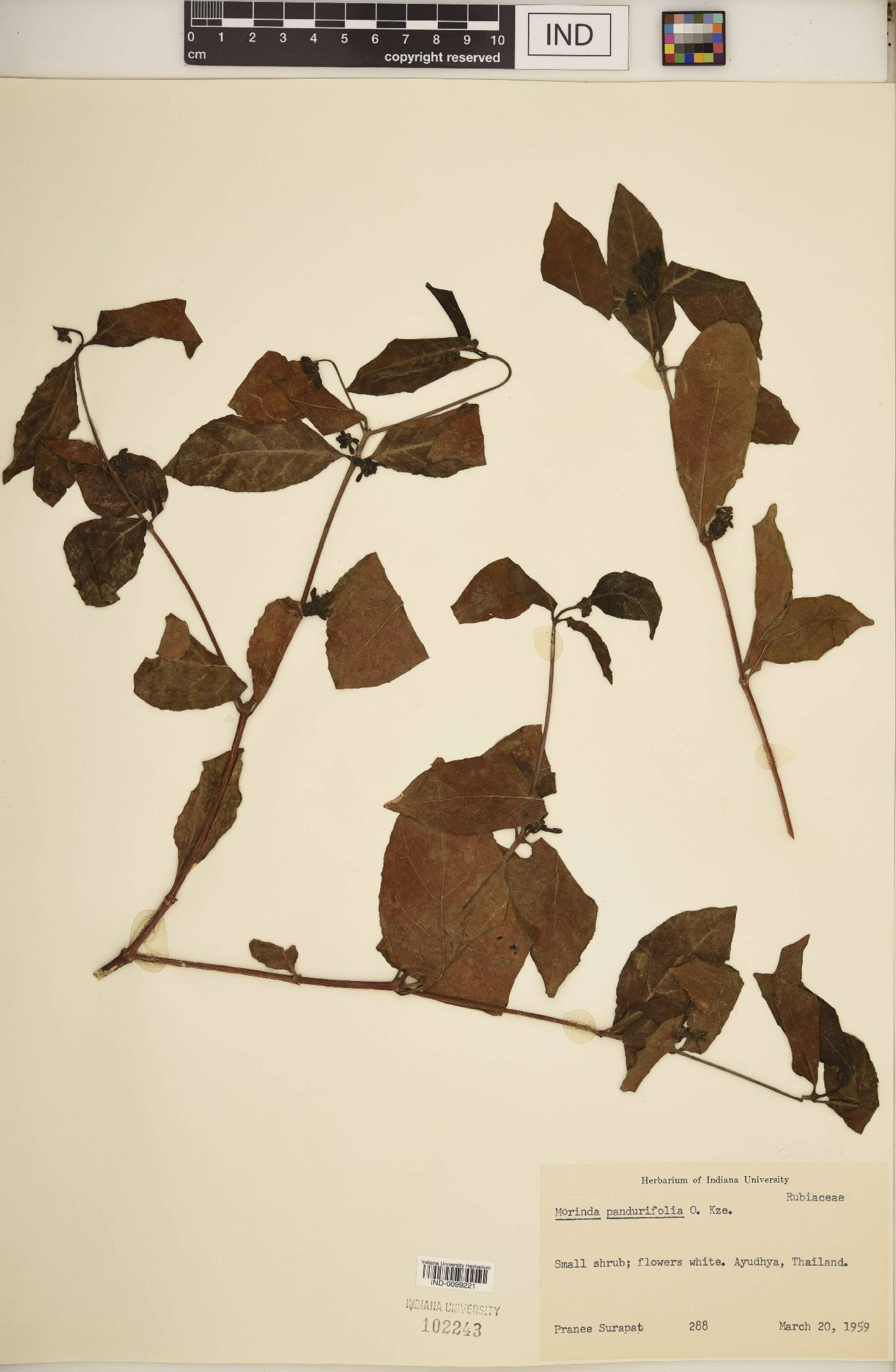 Morinda pandurifolia image