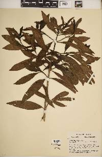 Morinda umbellata image