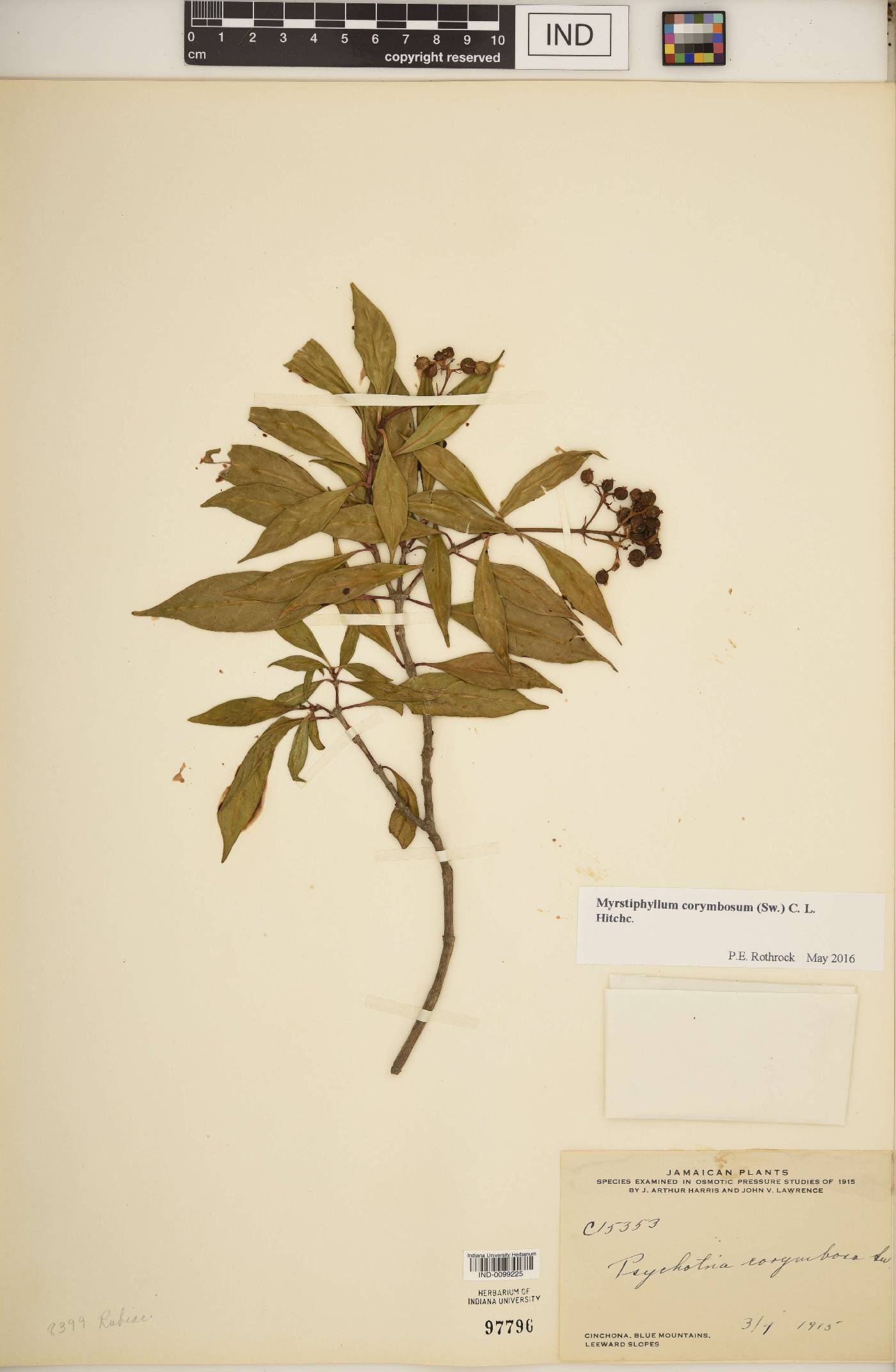 Myrstiphyllum corymbosum image