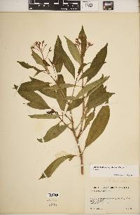 Myrstiphyllum corymbosum image