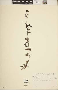 Image of Oldenlandia monanthos