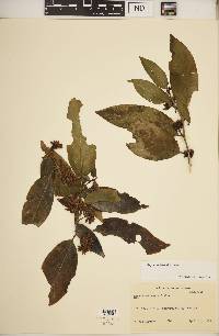 Media resource of Oxyceros horridus