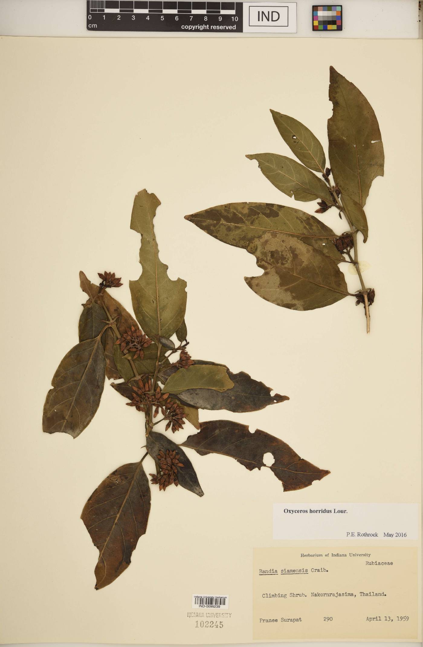 Oxyceros horridus image