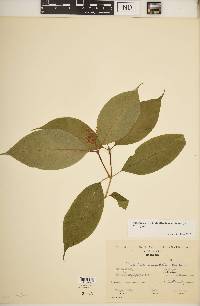 Palicourea cuspidata image