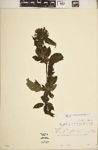 Dolichopentas longiflora image