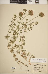 Phuopsis stylosa image