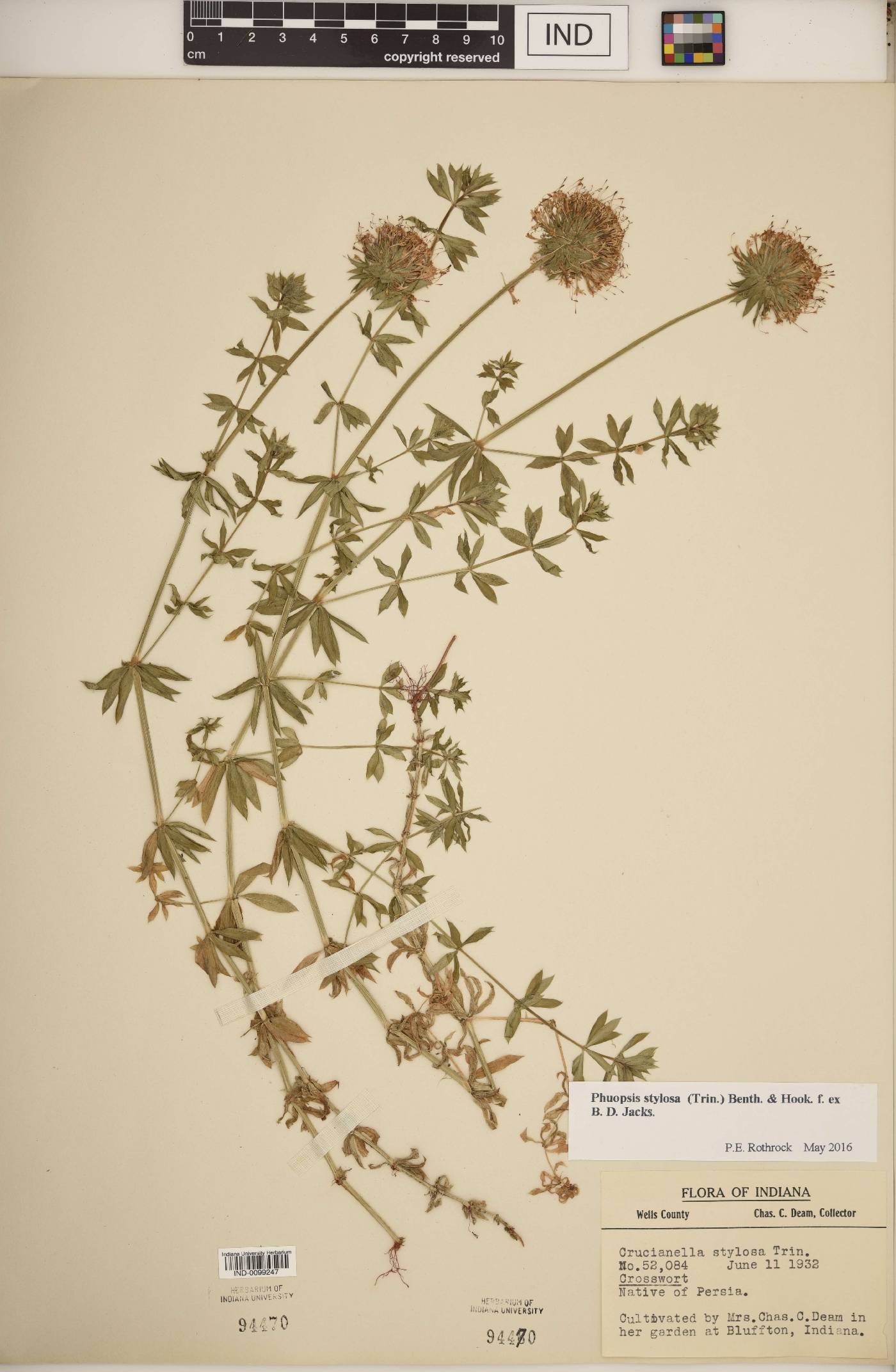 Phuopsis image