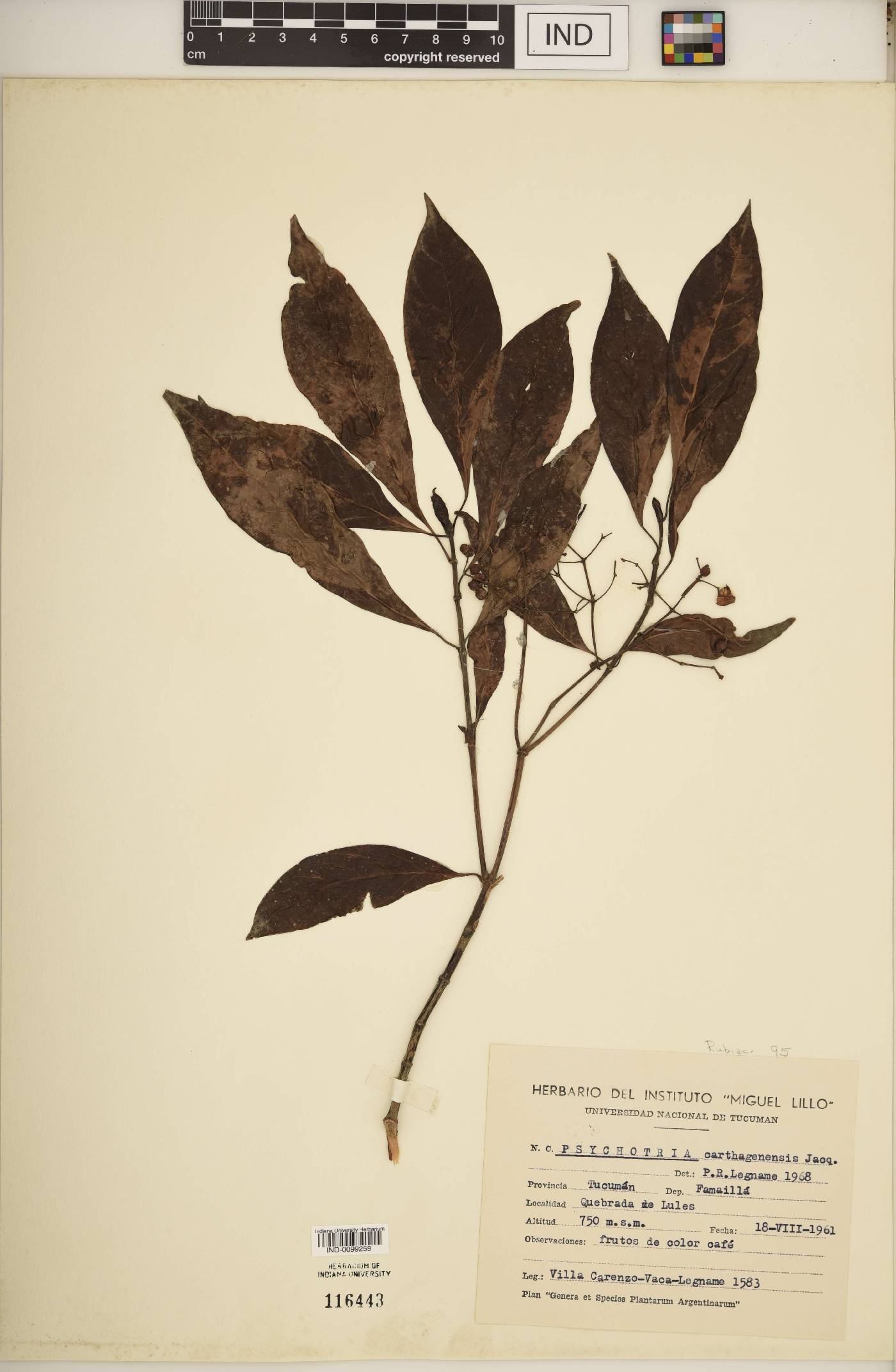 Psychotria carthagenensis image