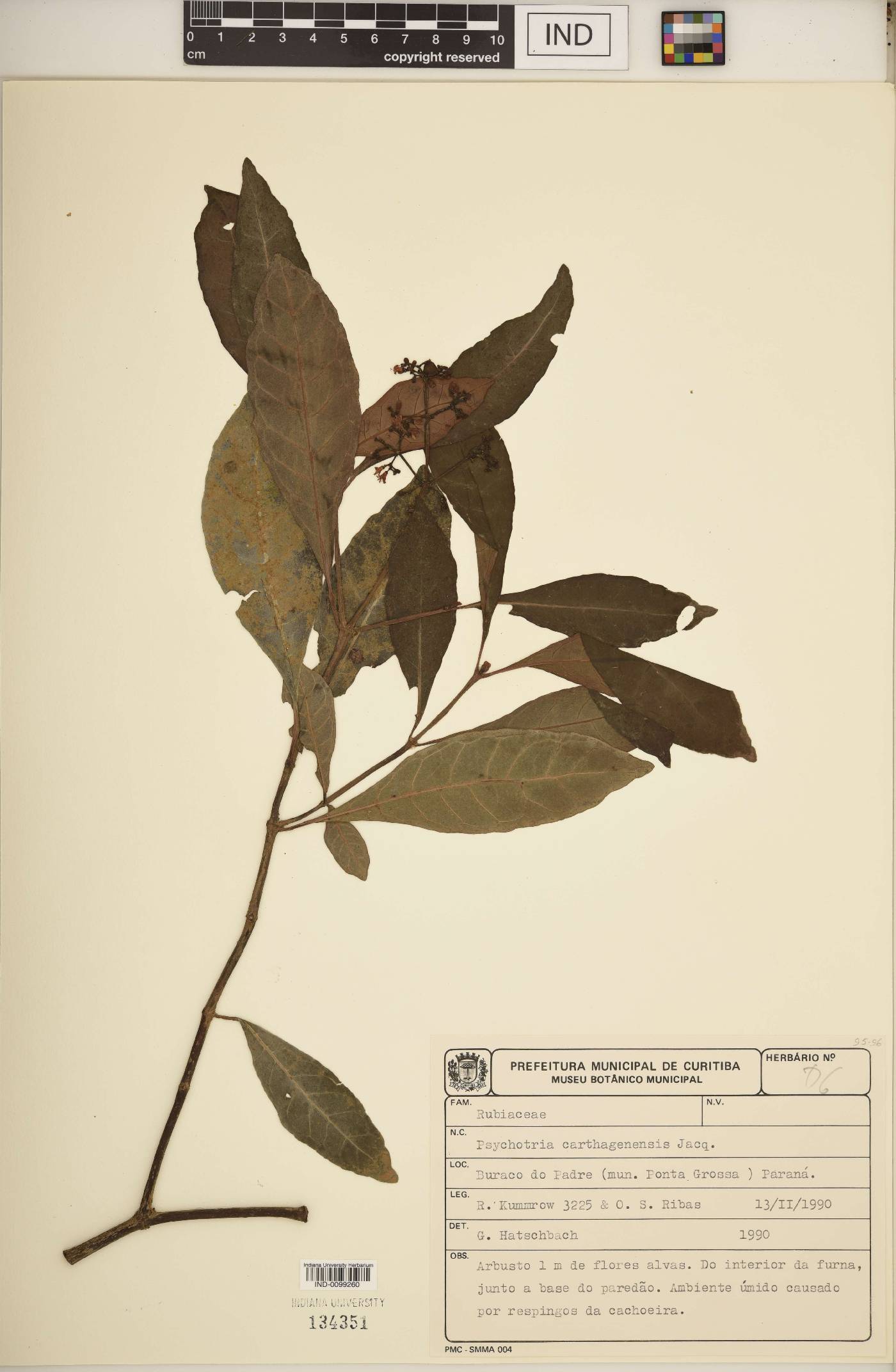 Psychotria carthagenensis image