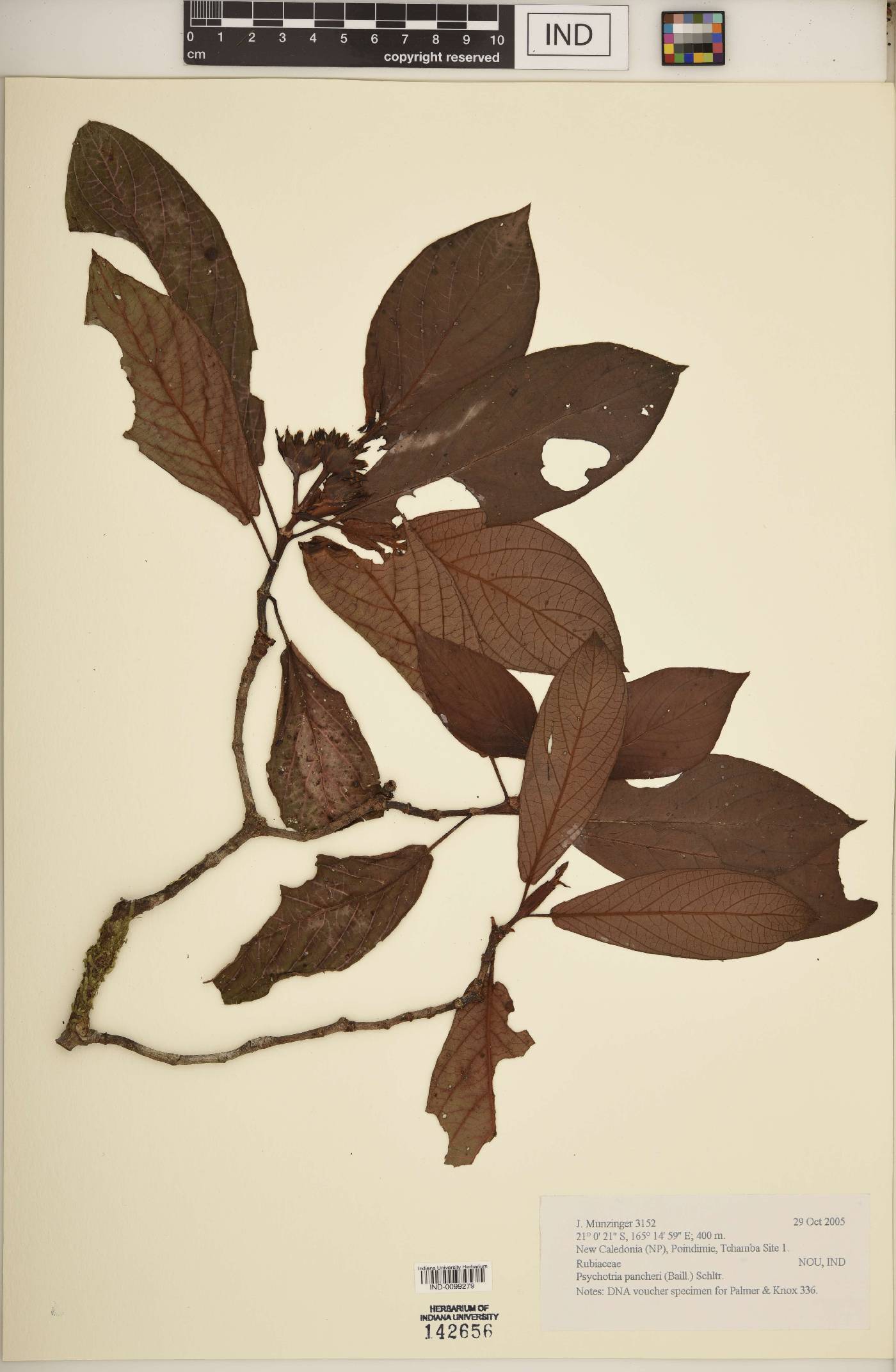 Psychotria pancheri image