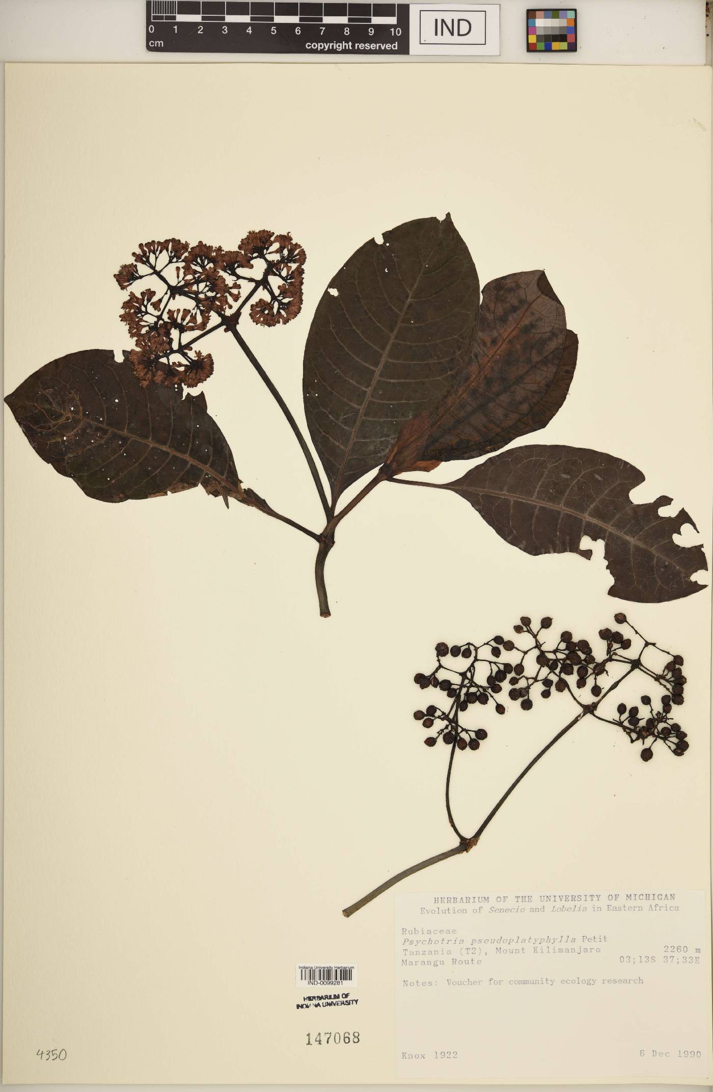 Psychotria pseudoplatyphylla image