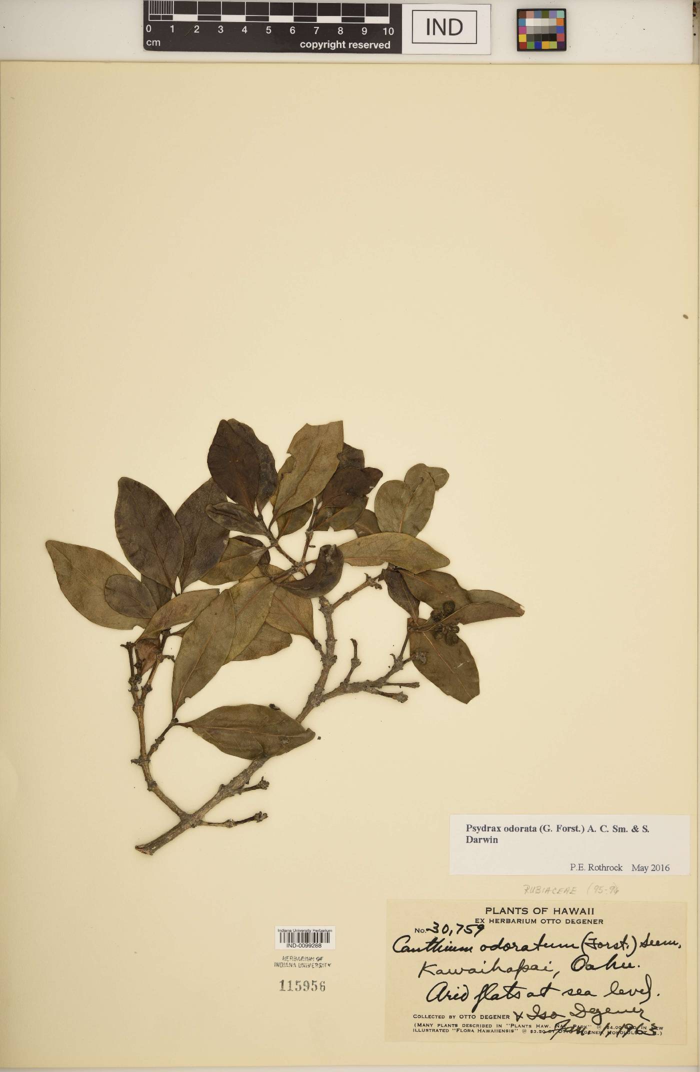 Psydrax odorata image