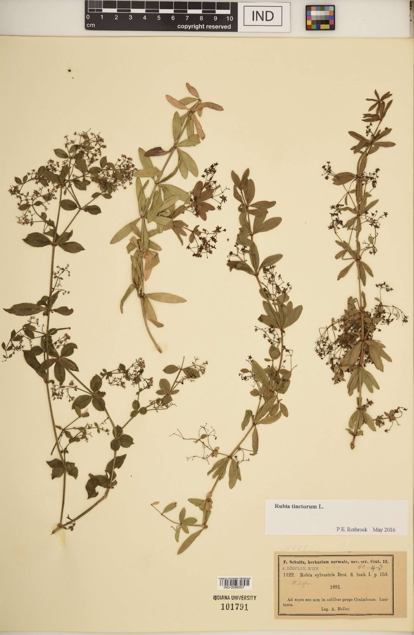Rubia tinctorum image