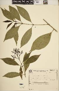 Rudgea jasminoides image