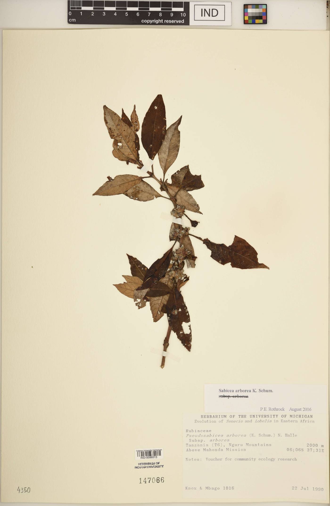 Sabicea arborea image