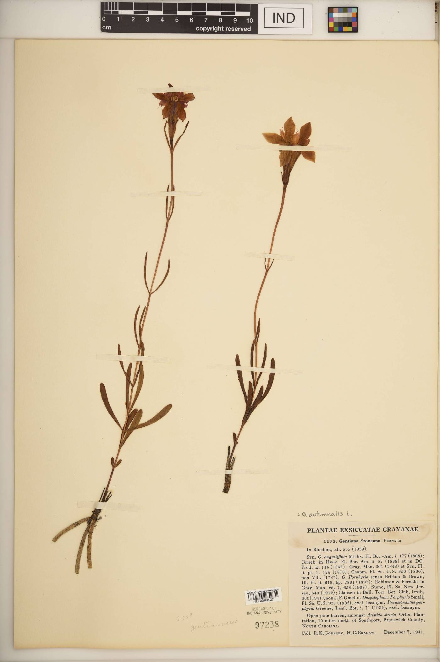 Gentiana autumnalis image