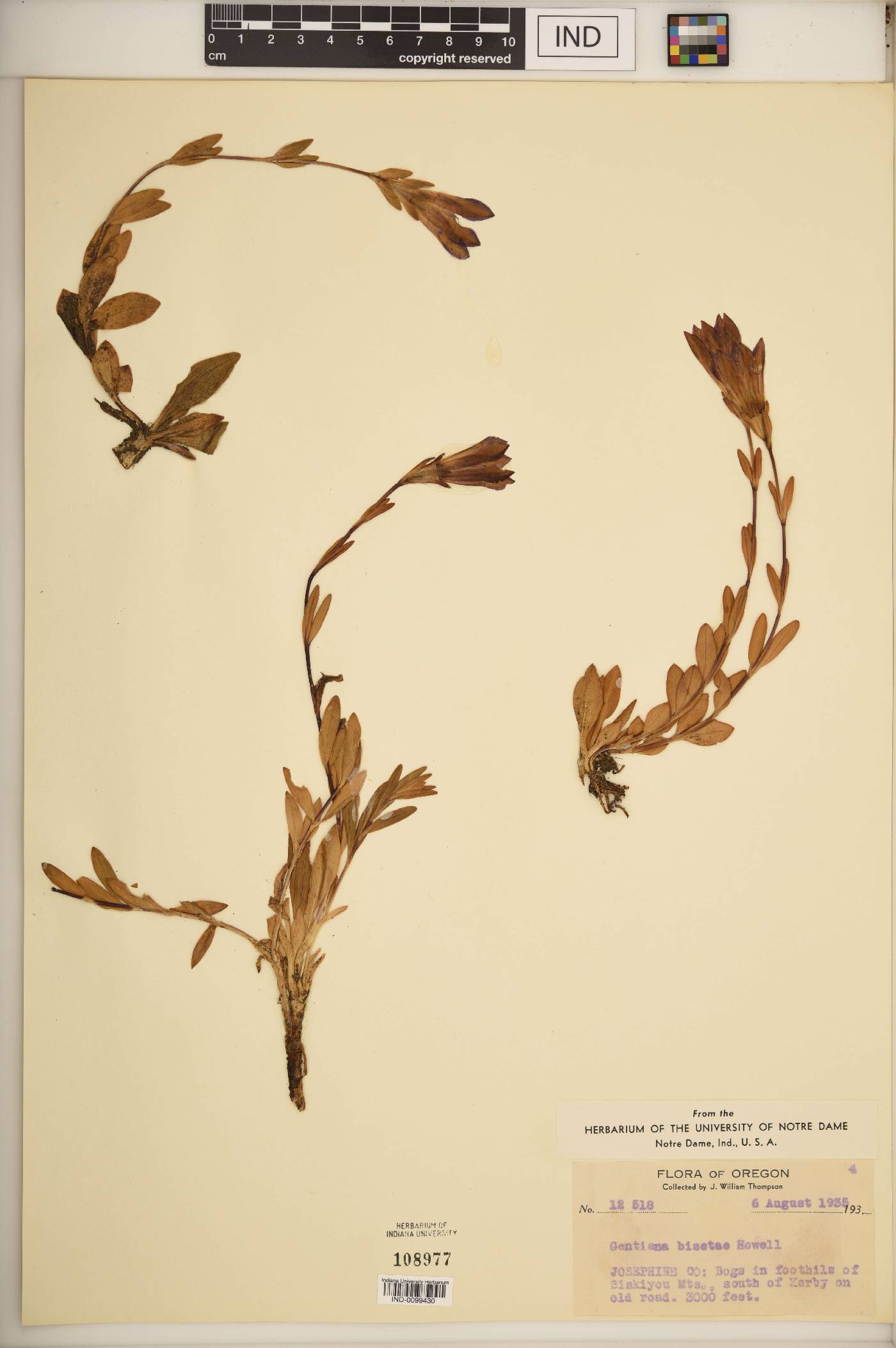 Gentiana bisetaea image