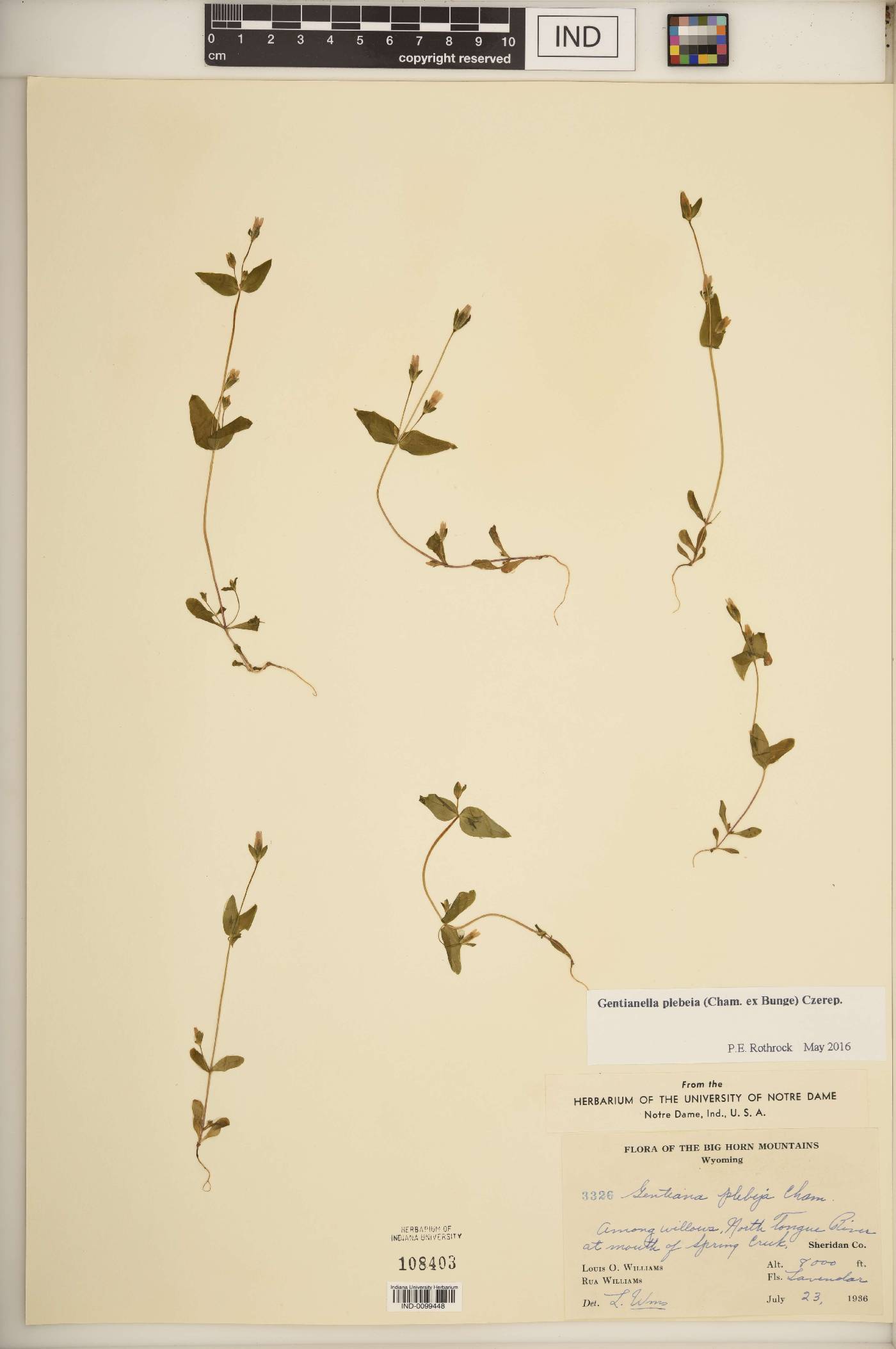 Gentianella plebeia image