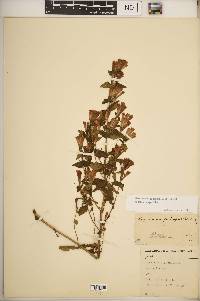 Gentianella quinquefolia subsp. quinquefolia image