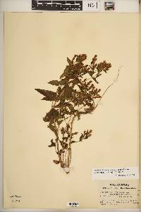 Gentianella quinquefolia subsp. occidentalis image