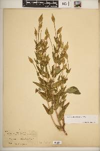 Gentianopsis crinita image