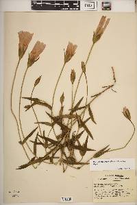 Gentianopsis virgata subsp. virgata image