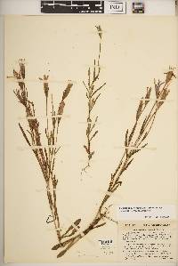 Gentianopsis virgata subsp. victorinii image