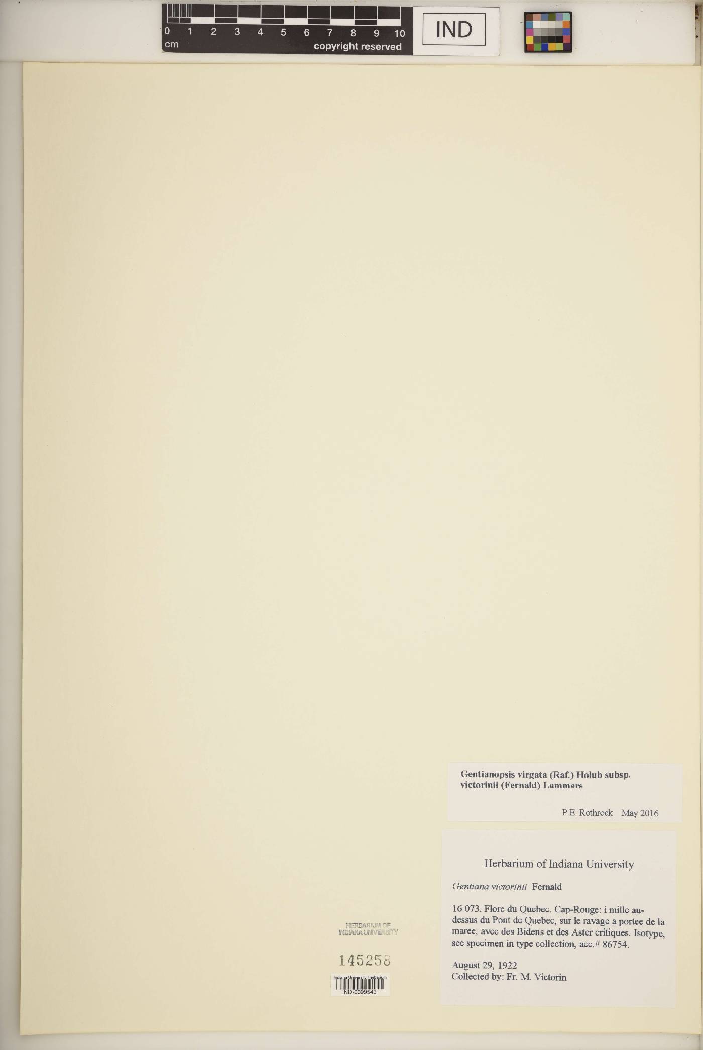 Gentianopsis virgata subsp. victorinii image