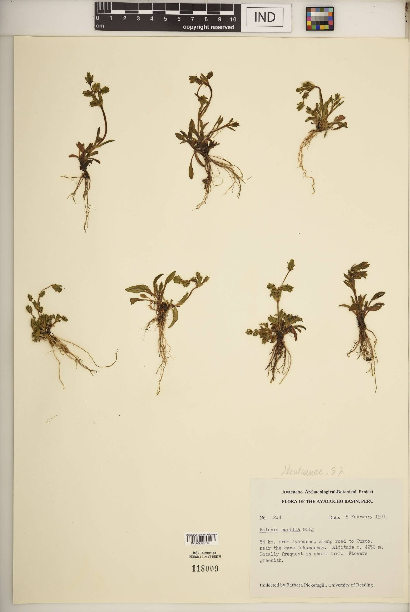 Halenia pusilla image