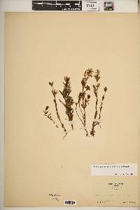 Lomatogonium rotatum image