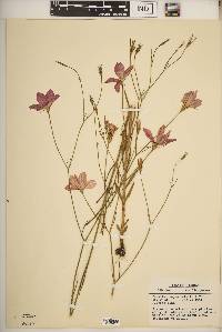 Sabatia campanulata image