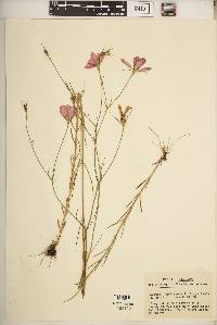 Sabatia grandiflora image