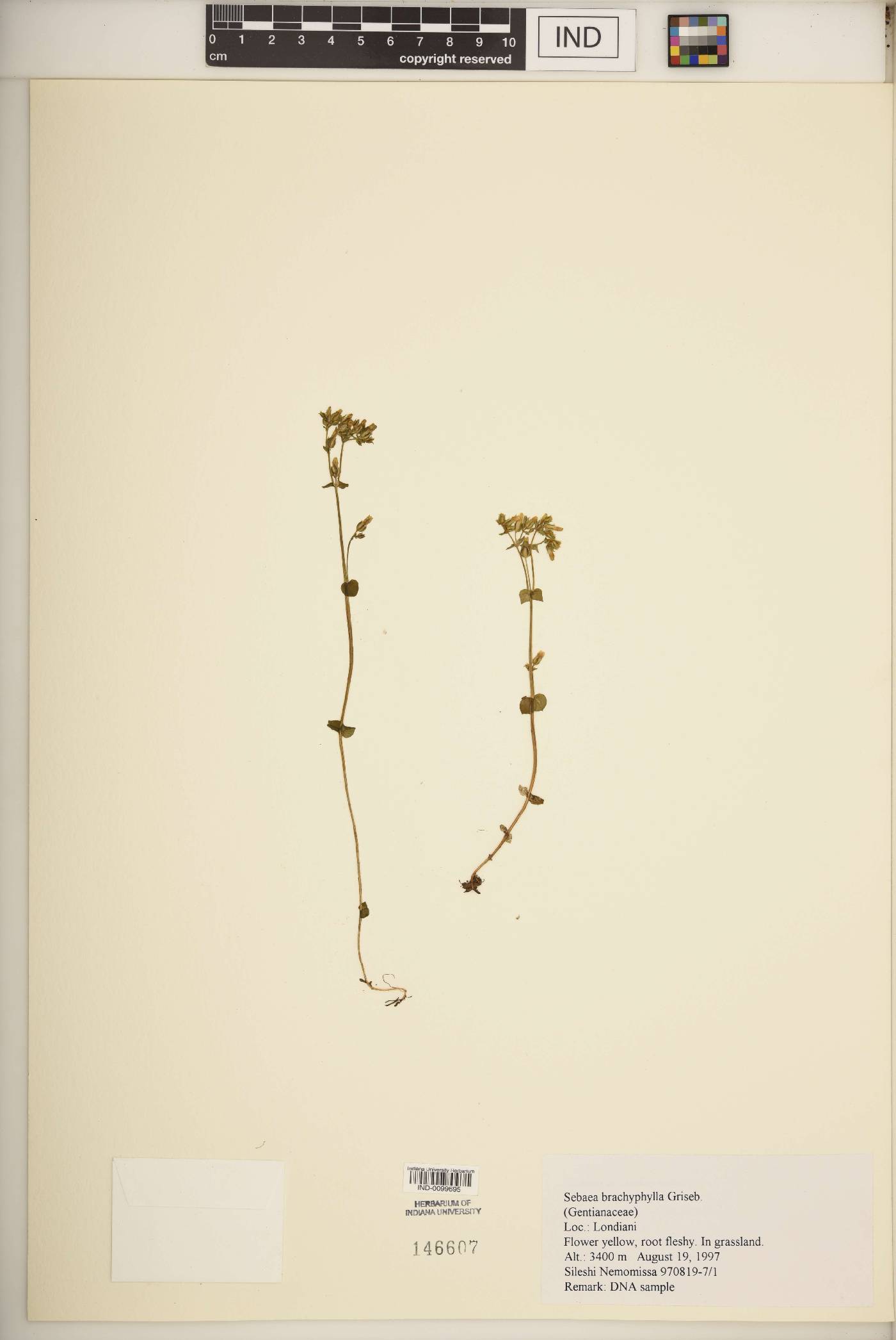 Sebaea brachyphylla image