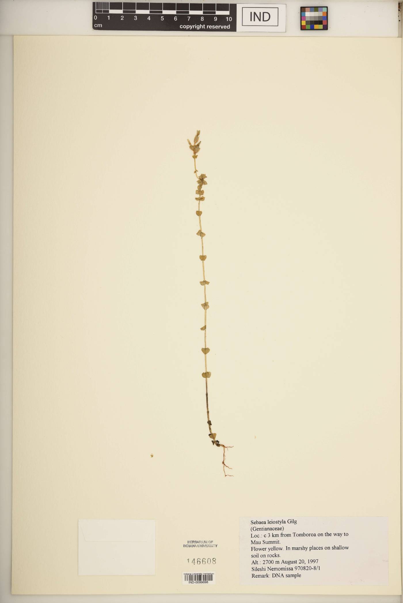 Sebaea leiostyla image