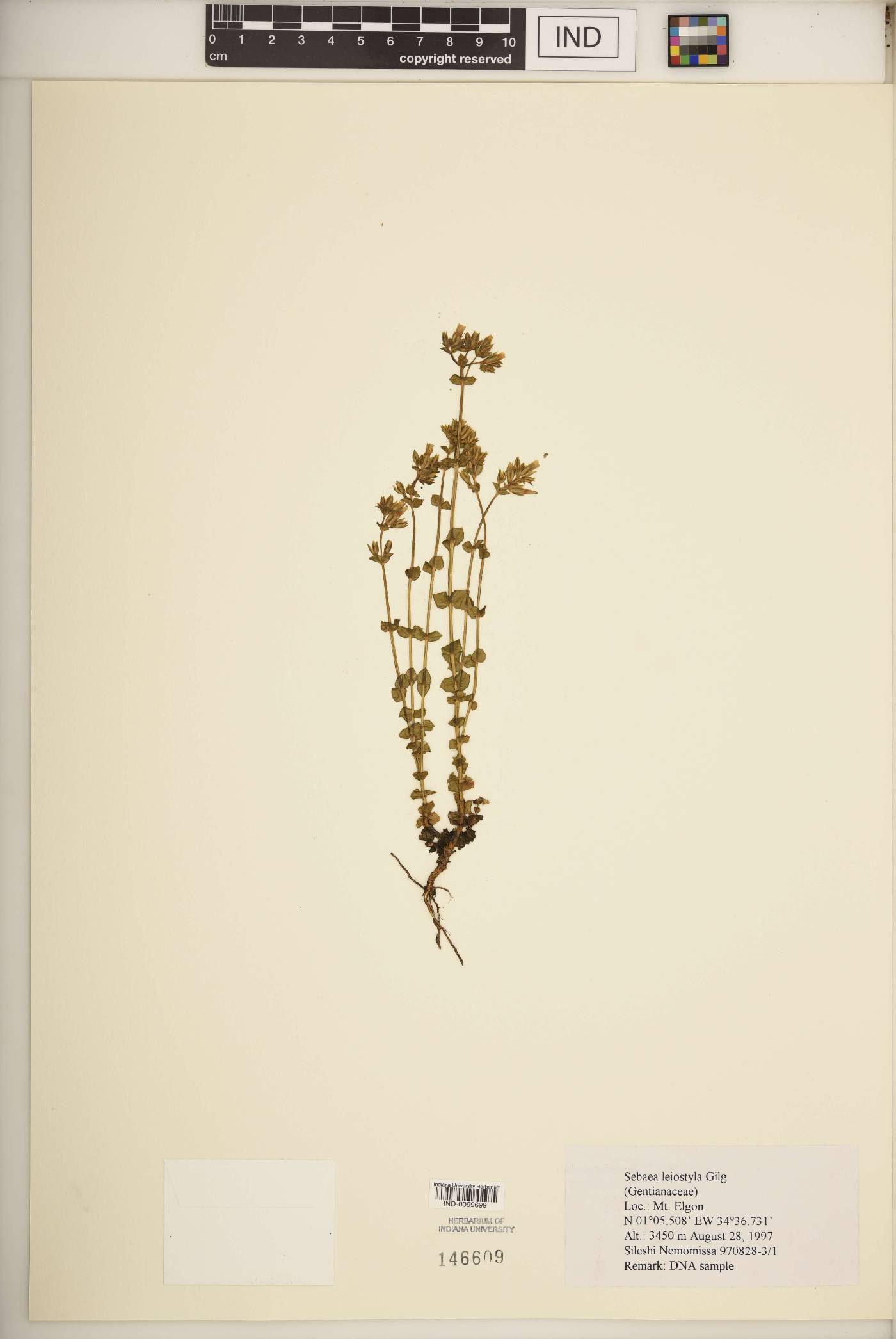 Sebaea leiostyla image