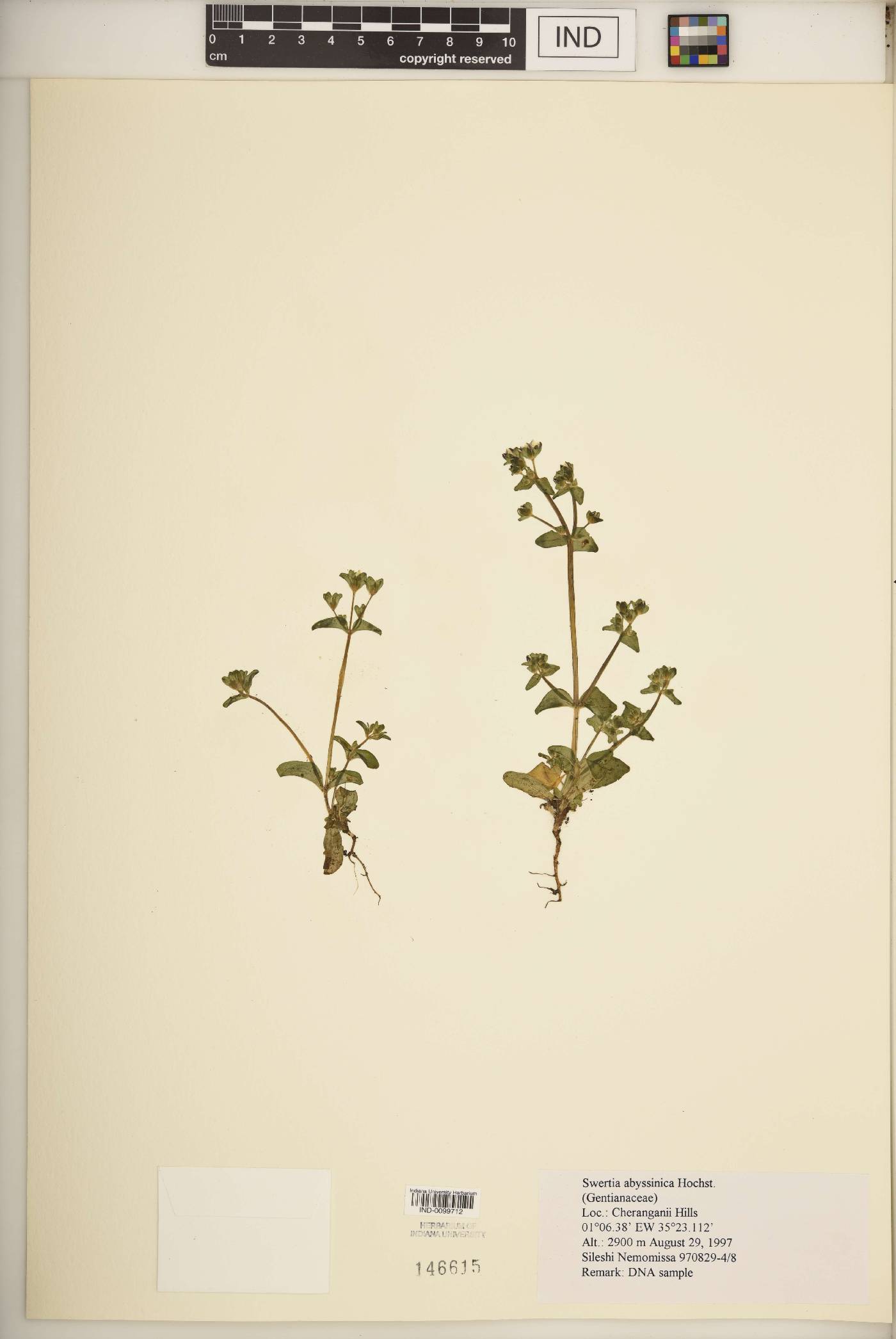 Swertia abyssinica image
